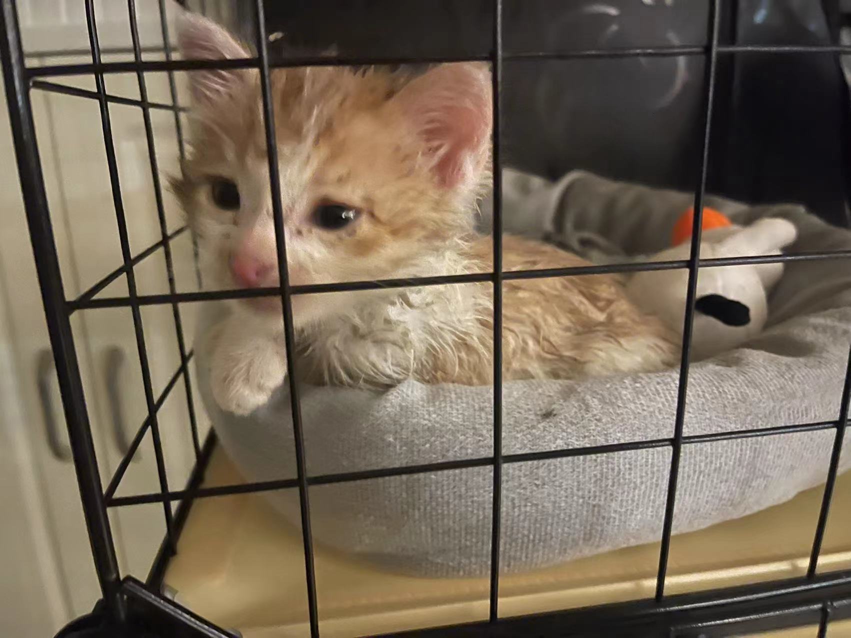 小猫被粘鼠板粘住的视频,被粘鼠板粘住的小猫