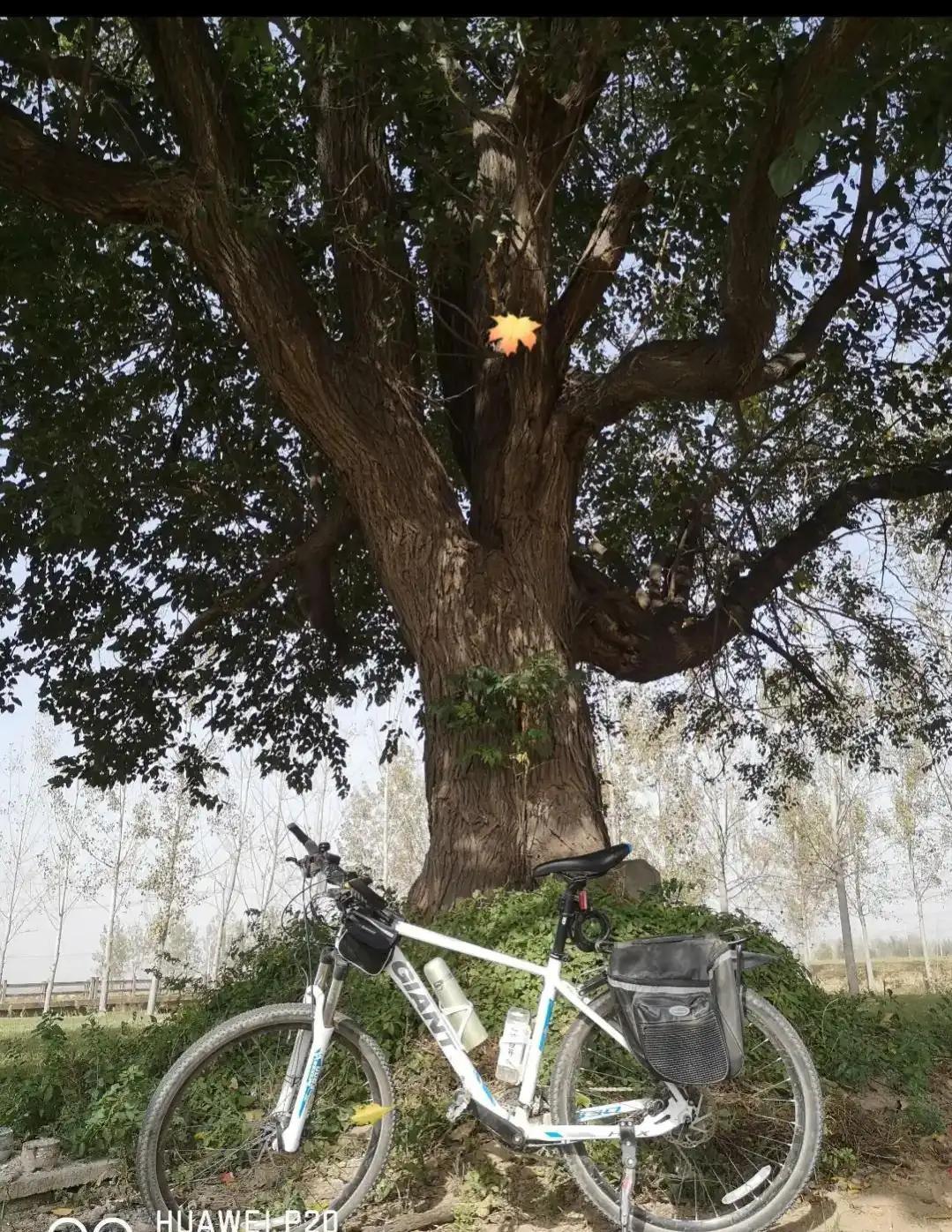 成武县古树,临武县古树