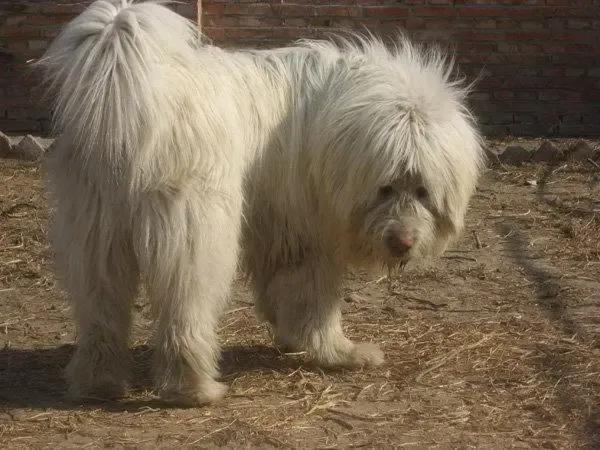 狗有哪些犬种,中国狗犬种排名