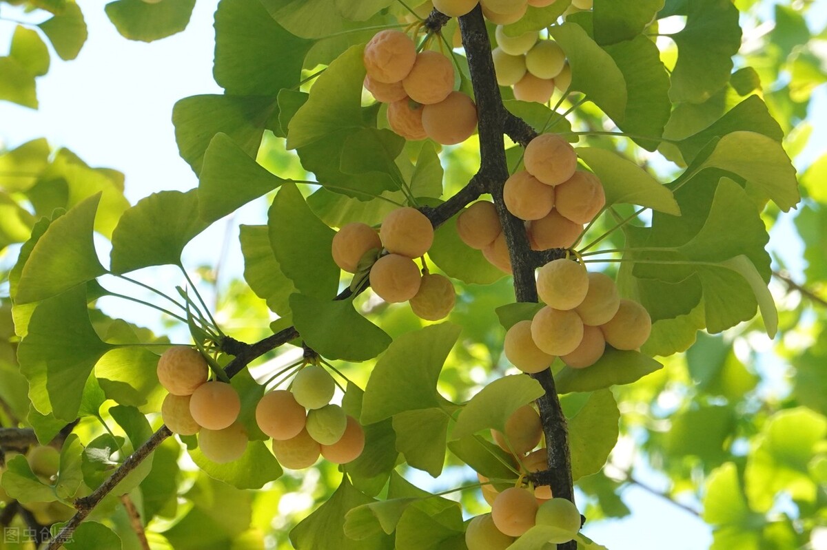 银杏为什么是最孤独的植物,最孤独的银杏