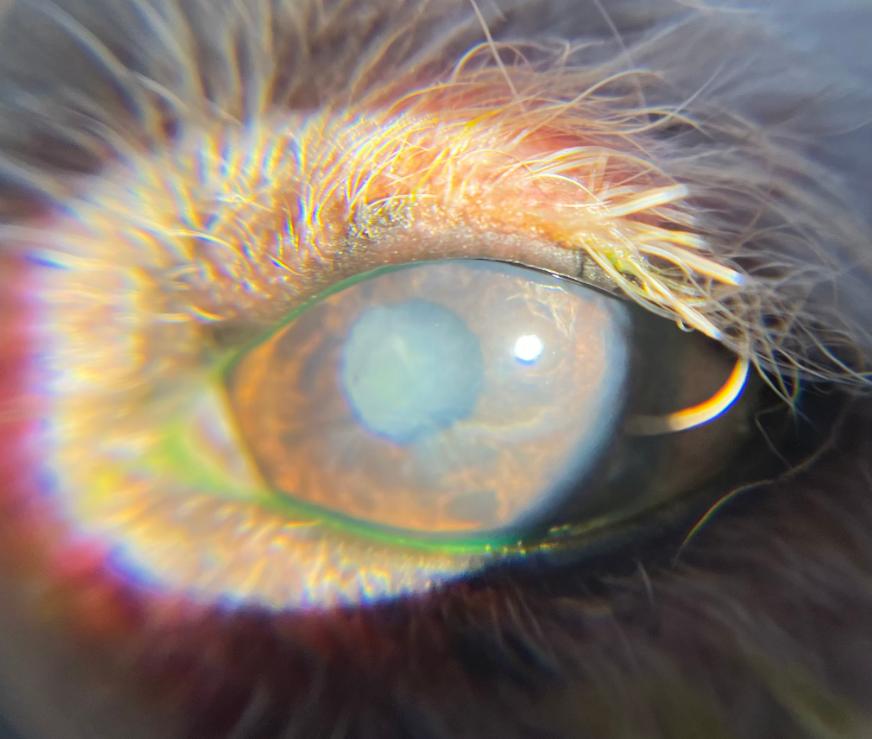 狗狗的眼睛睁不开怎么办,怎么知道狗狗是不是干眼症