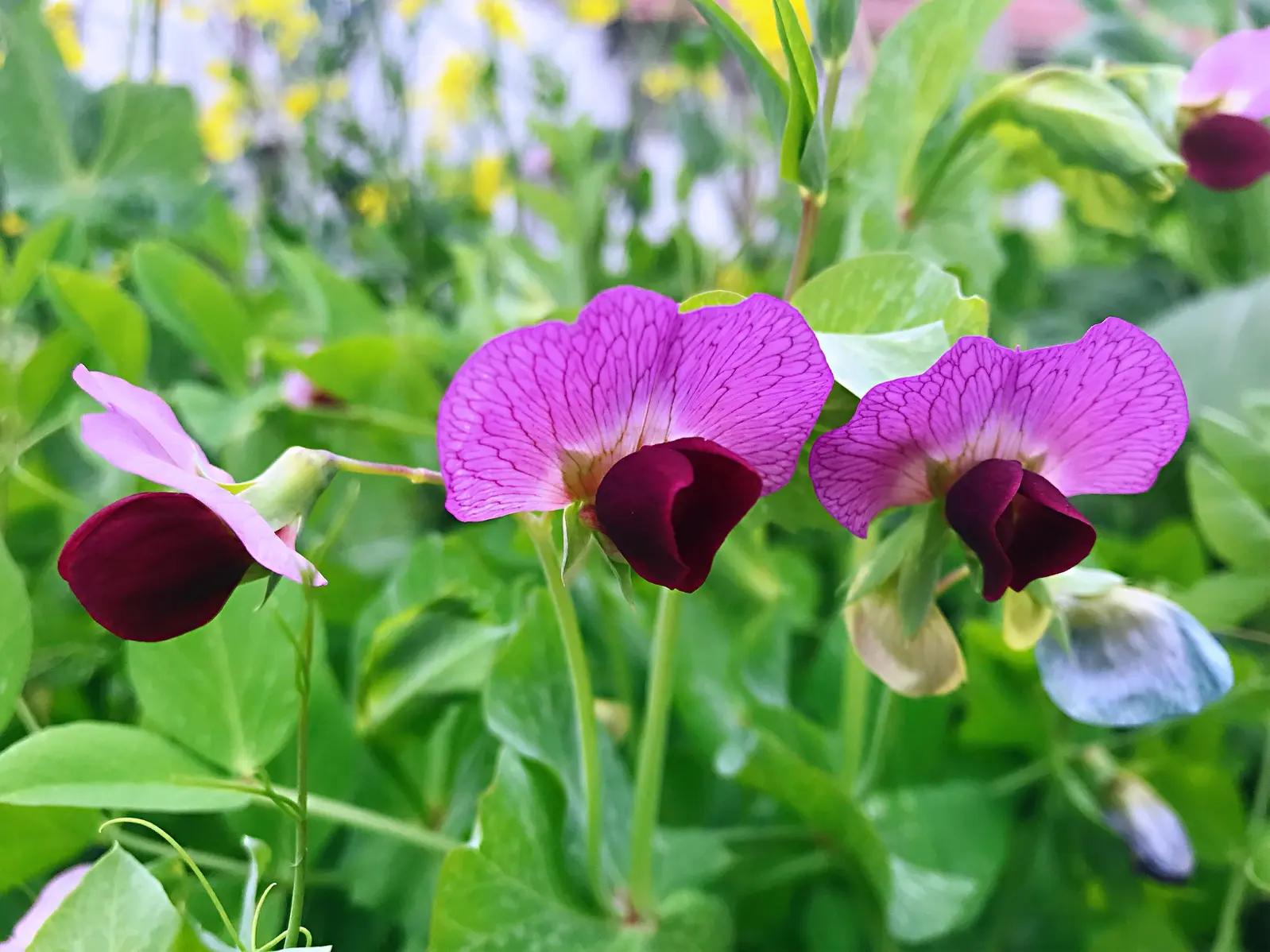 十二首“豆花”诗词，一类在农村里象征丰收的朴素花儿，一样很美
