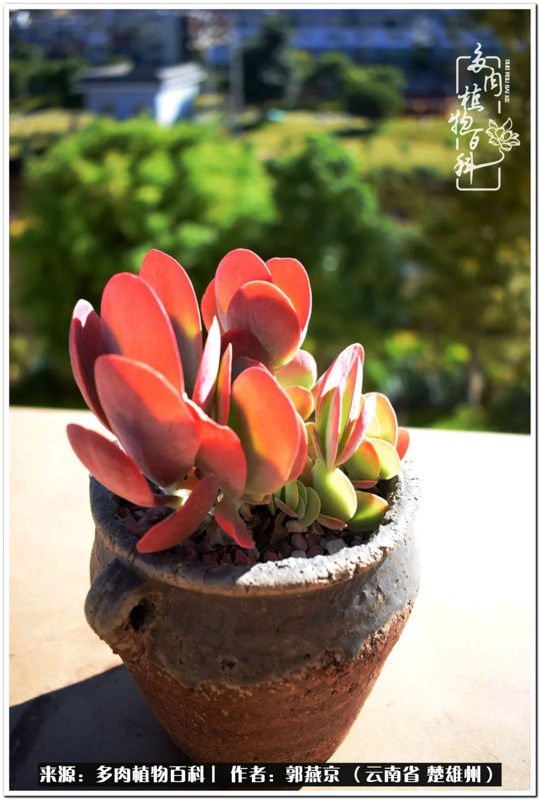 小院的多肉陪我度过春夏秋冬,好度夏又好过冬的多肉