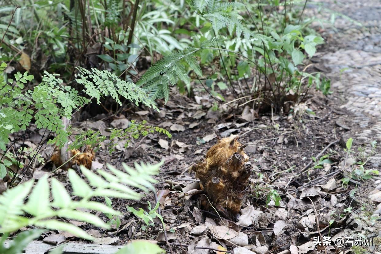 珍稀植物金毛狗蕨,国家一级保护植物金毛狗蕨