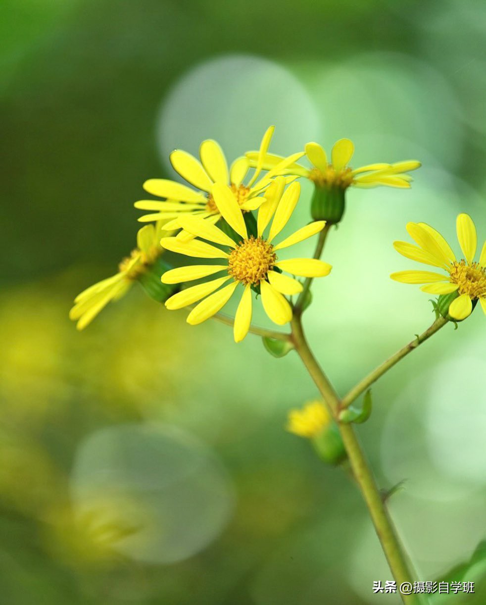 如何在夜里拍出好看的花朵照片,花朵怎么拍出好看的照片