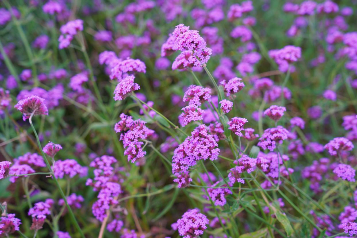 启东蝶湖公园可以露营吗,启东旅游海边推荐哪里