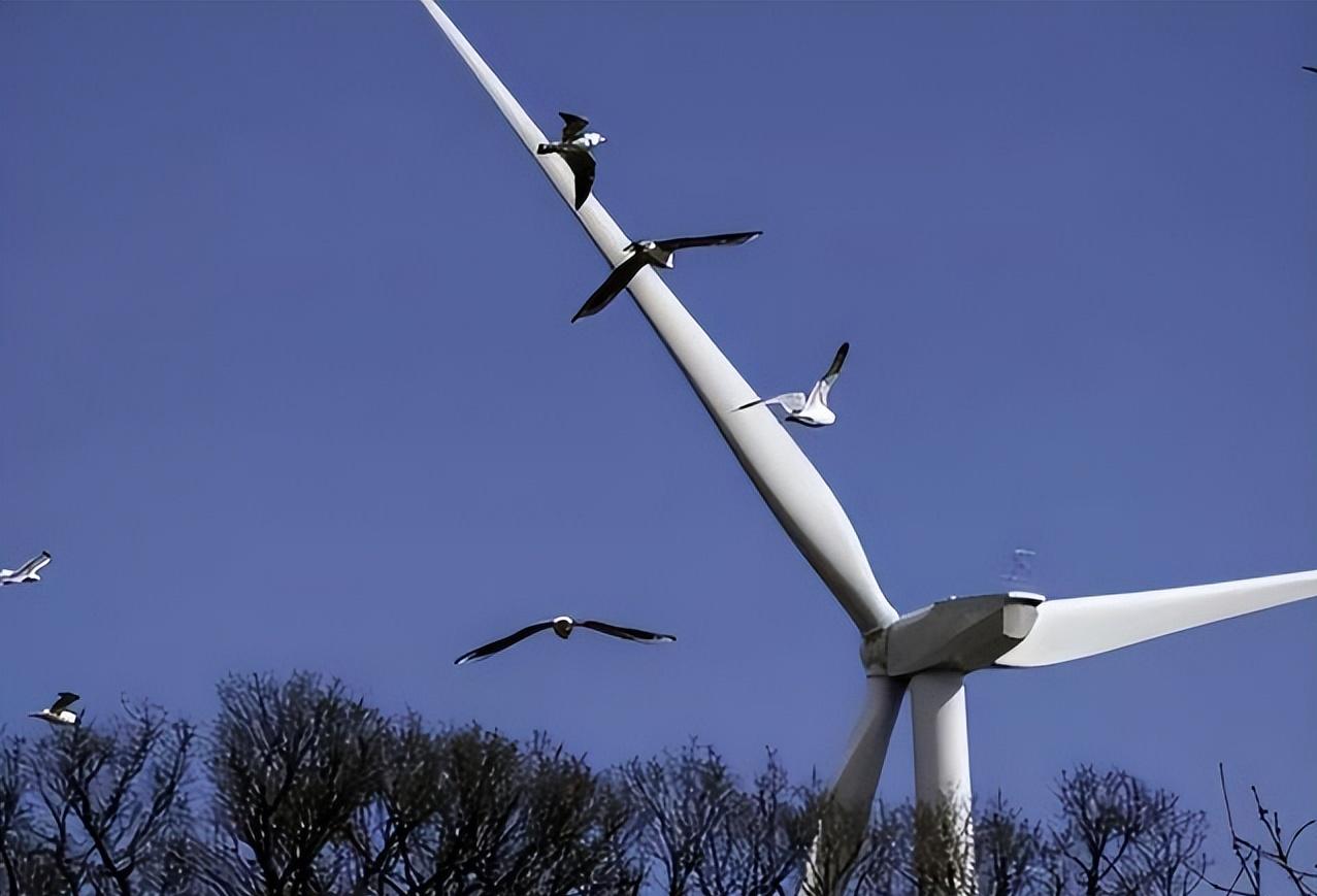 风电就是垃圾电,风电是垃圾电为何大力发展