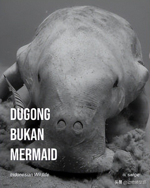 巨型儒艮灭绝,儒艮为什么遭到大量捕杀