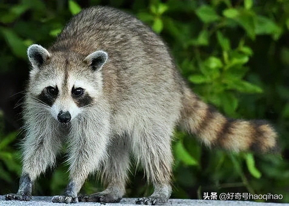 毁童年!干脆面上印的竟然不是小浣熊?
