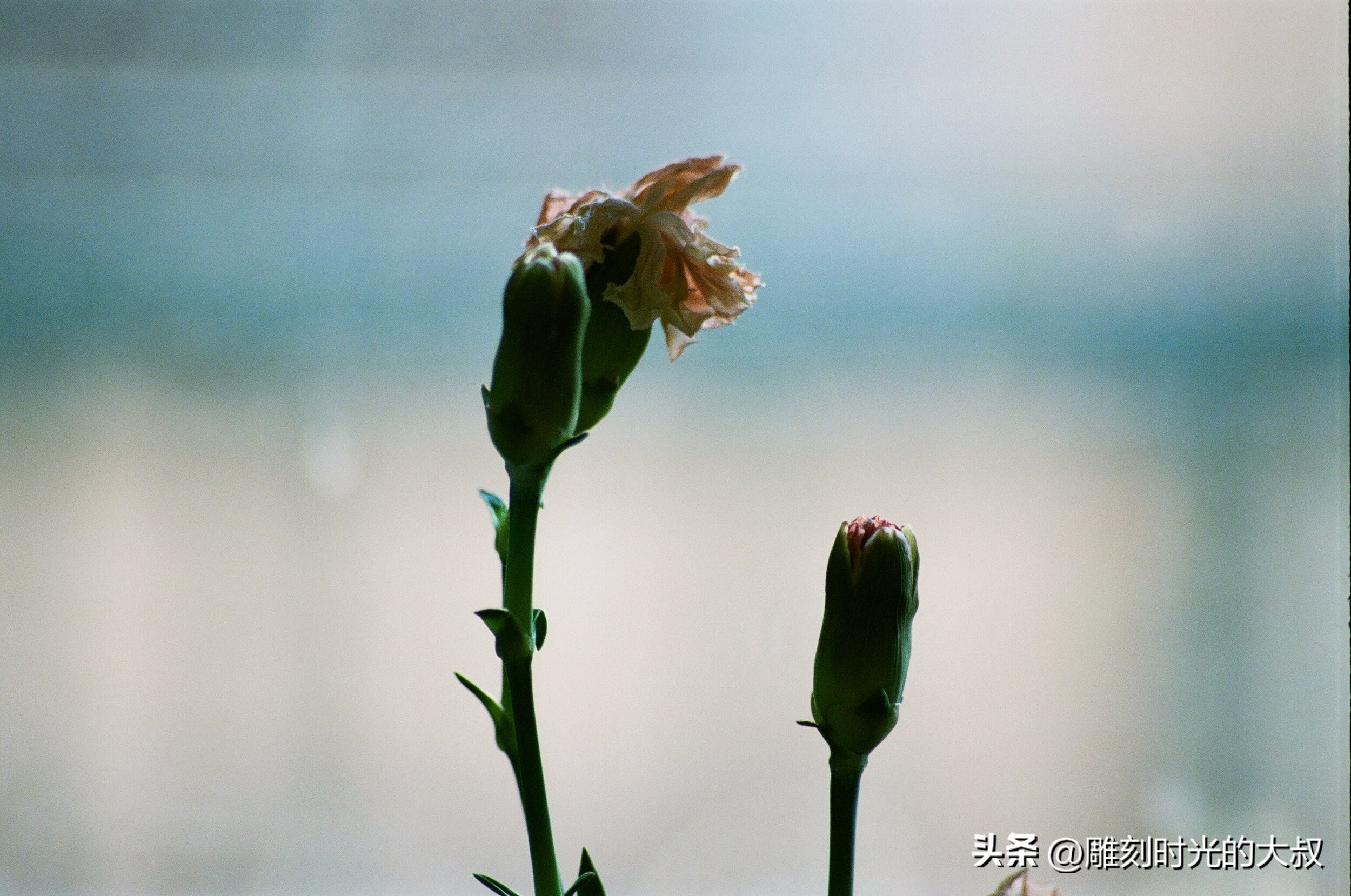 摄影师的每天日常生活就是发现美,做一名摄影师把美都记录下来