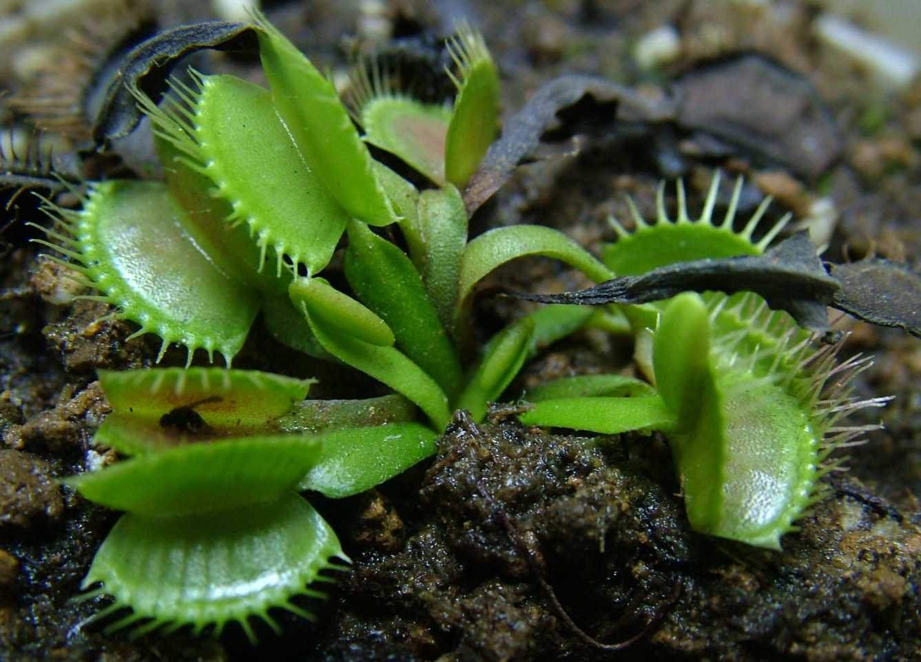 鍥涘窛鏉戞皯涓瘨,鍥涘窛鍐滄埛涓瘨