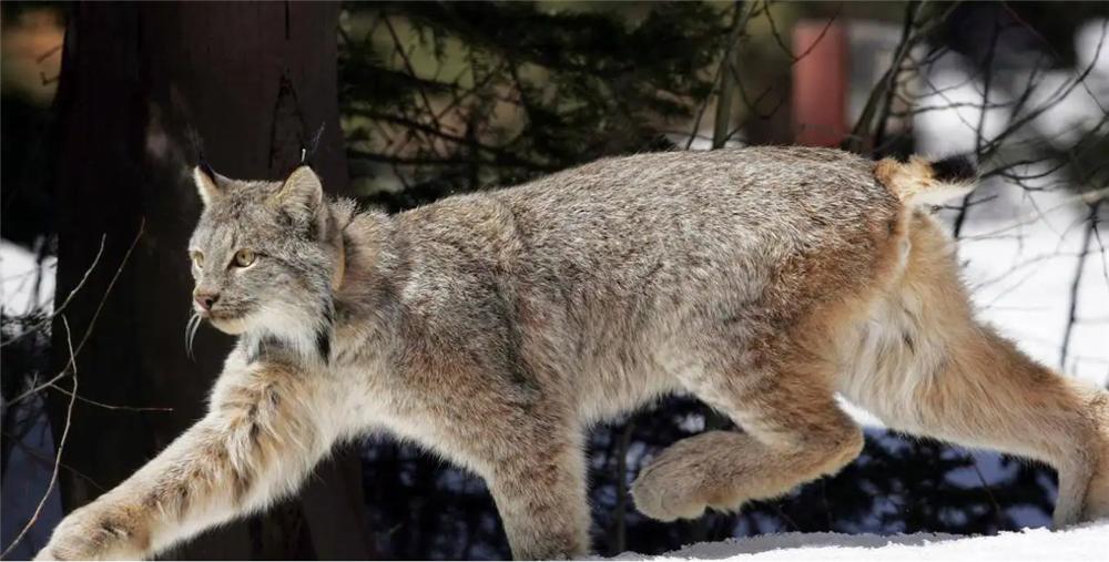 大兴安岭救助小猞猁,大兴安岭猞猁厕所求救