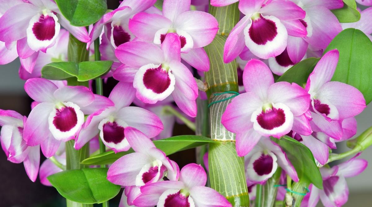 香味最浓的热带兰花品种,香味最浓的热带兰花品种排名