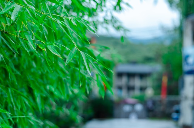 罗汉竹盆景,罗汉竹