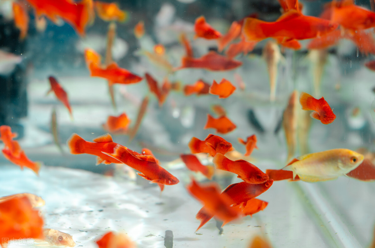 冬季养鱼十大忌讳,降温时节养鱼的要注意什么