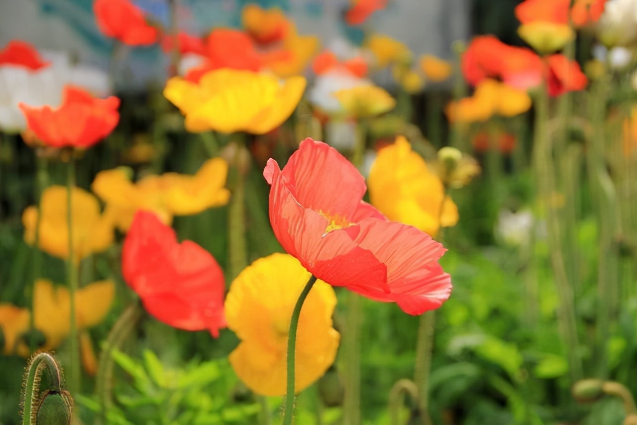 56岁阿姨不再婚的忠告,一位65岁离婚女人的心里话