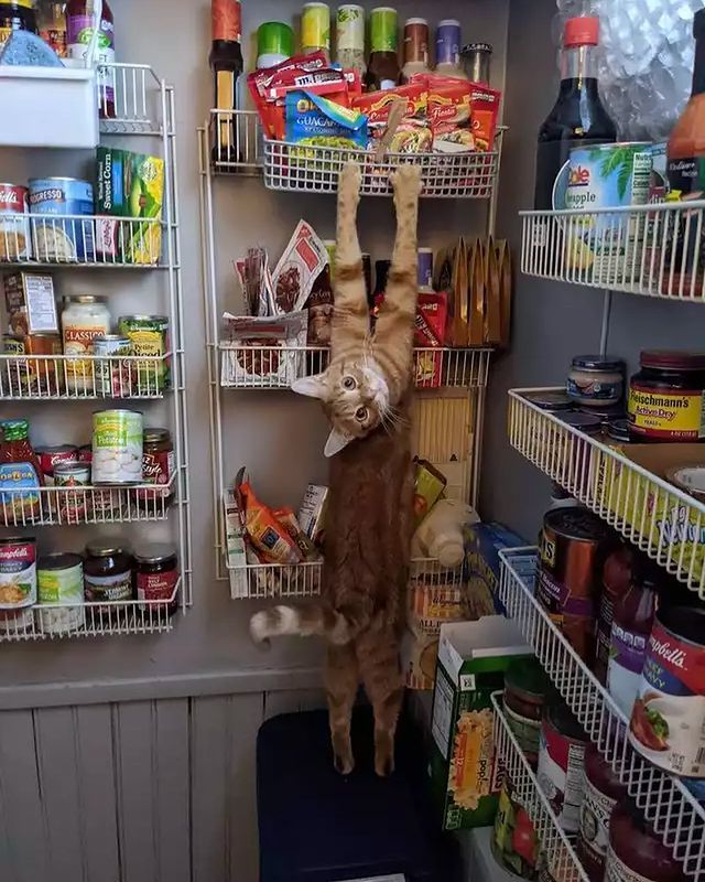 盘点那些奇怪的小猫咪搞笑的日常,盘点那些奇怪的小猫咪