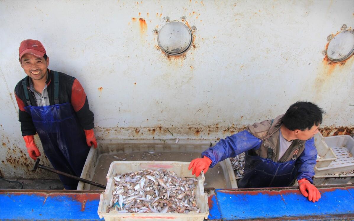 每年放流大黄鱼,现在野生的大黄鱼是以前放流的吗