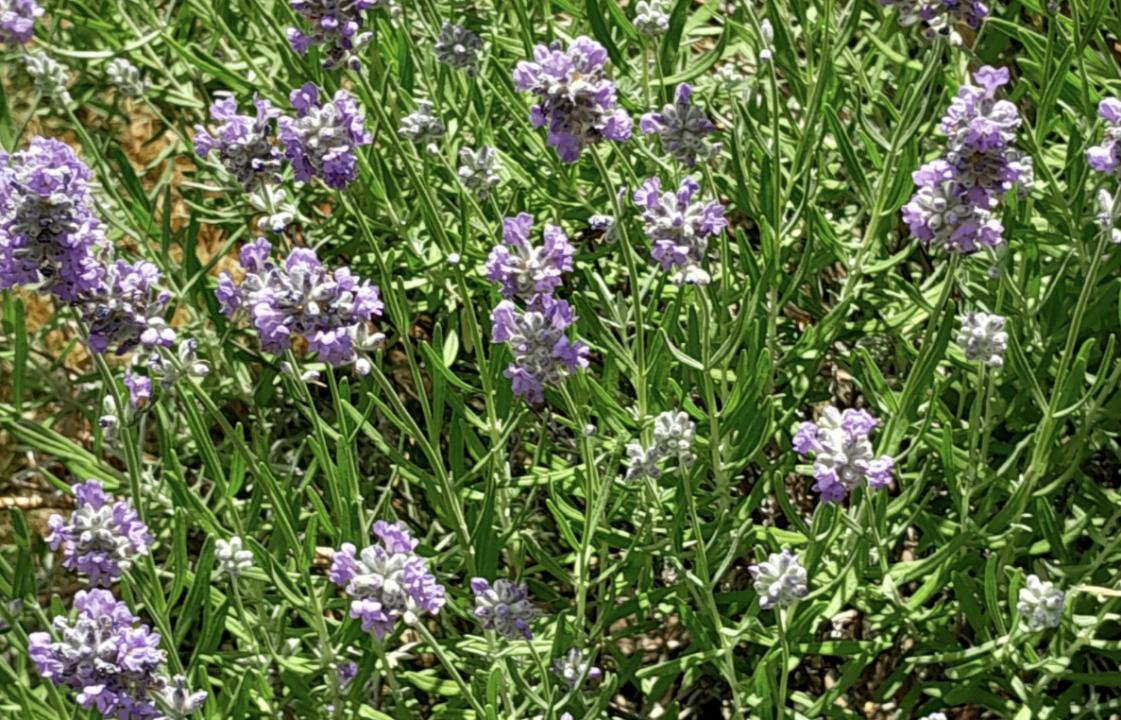 人参沙参西洋参，*党**参丹参太子参，功效大不同，癌症别乱用