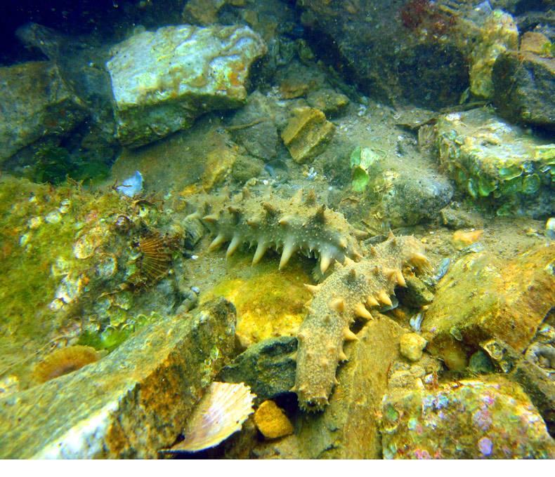 带你了解海参的几个小常识,对于海参的说法你知道几种