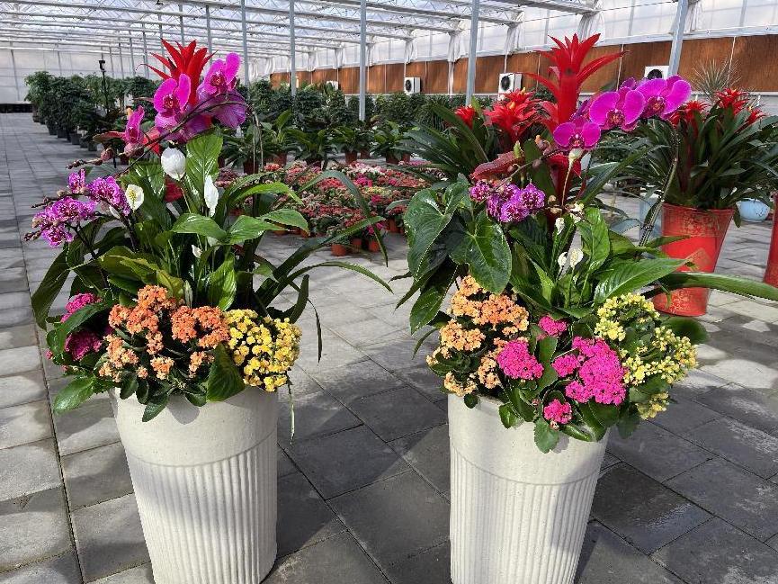 年宵花市场火热,鲁西南花卉市场有什么