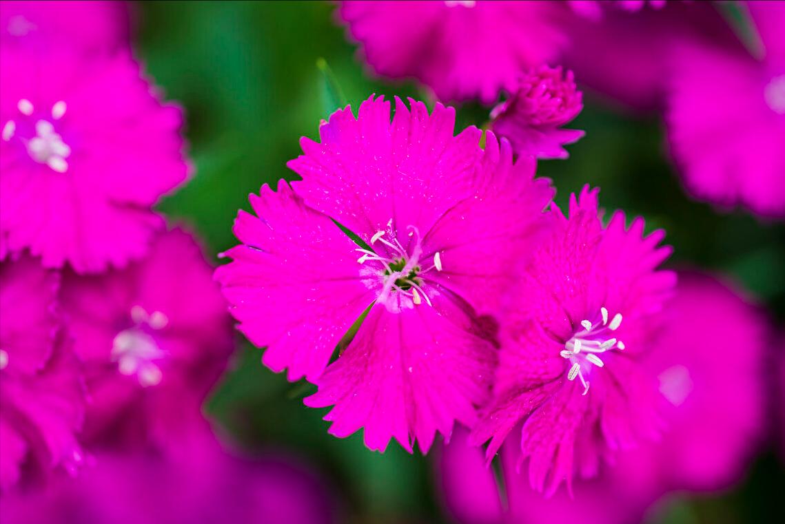 《中国大百科全书（第2版）》读书笔记03147-被子植物门