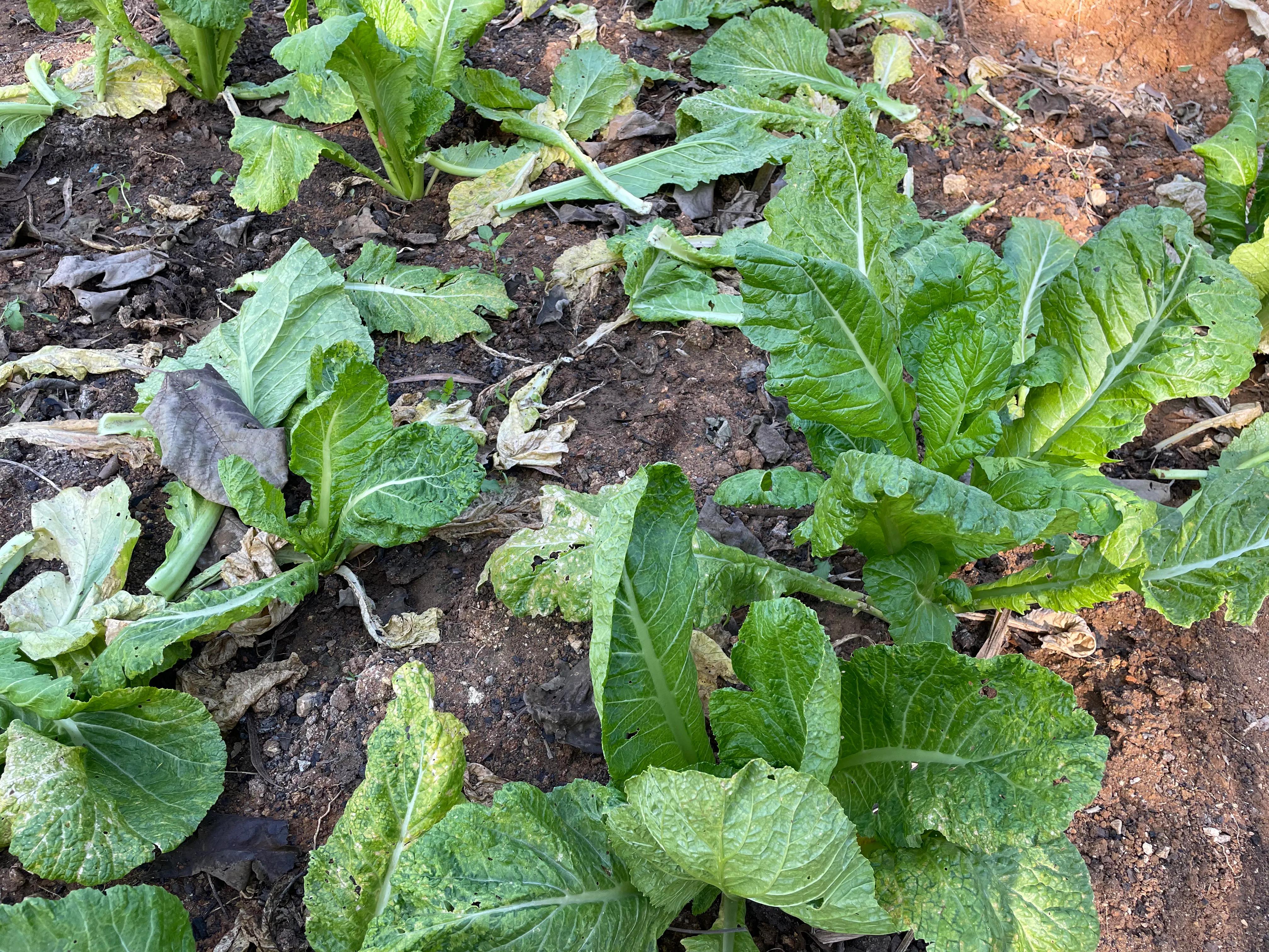 馊菜吃了会怎样,舌尖上的馊菜