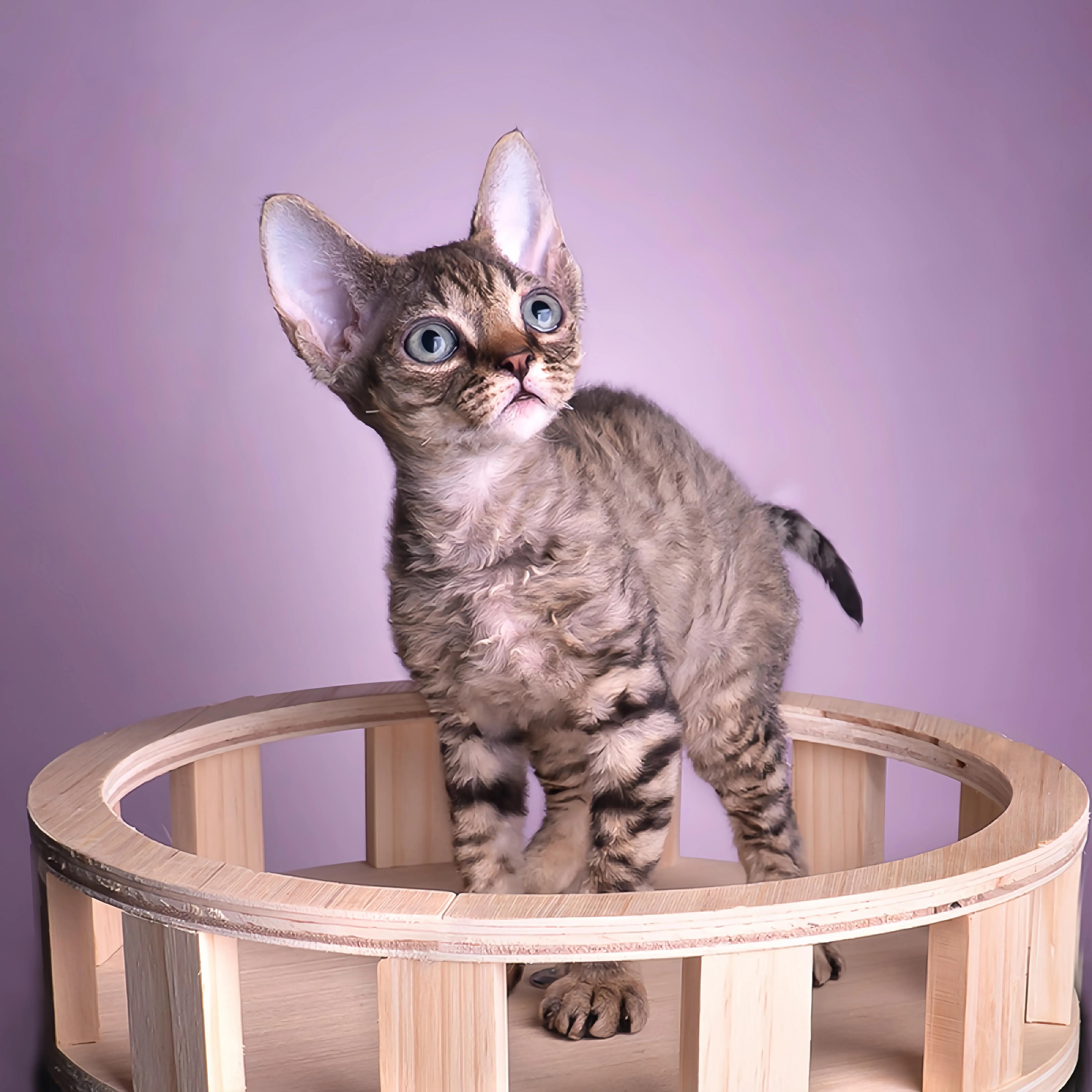 猫咪品种推荐500元以内,叫蒜头的猫咪是什么品种的