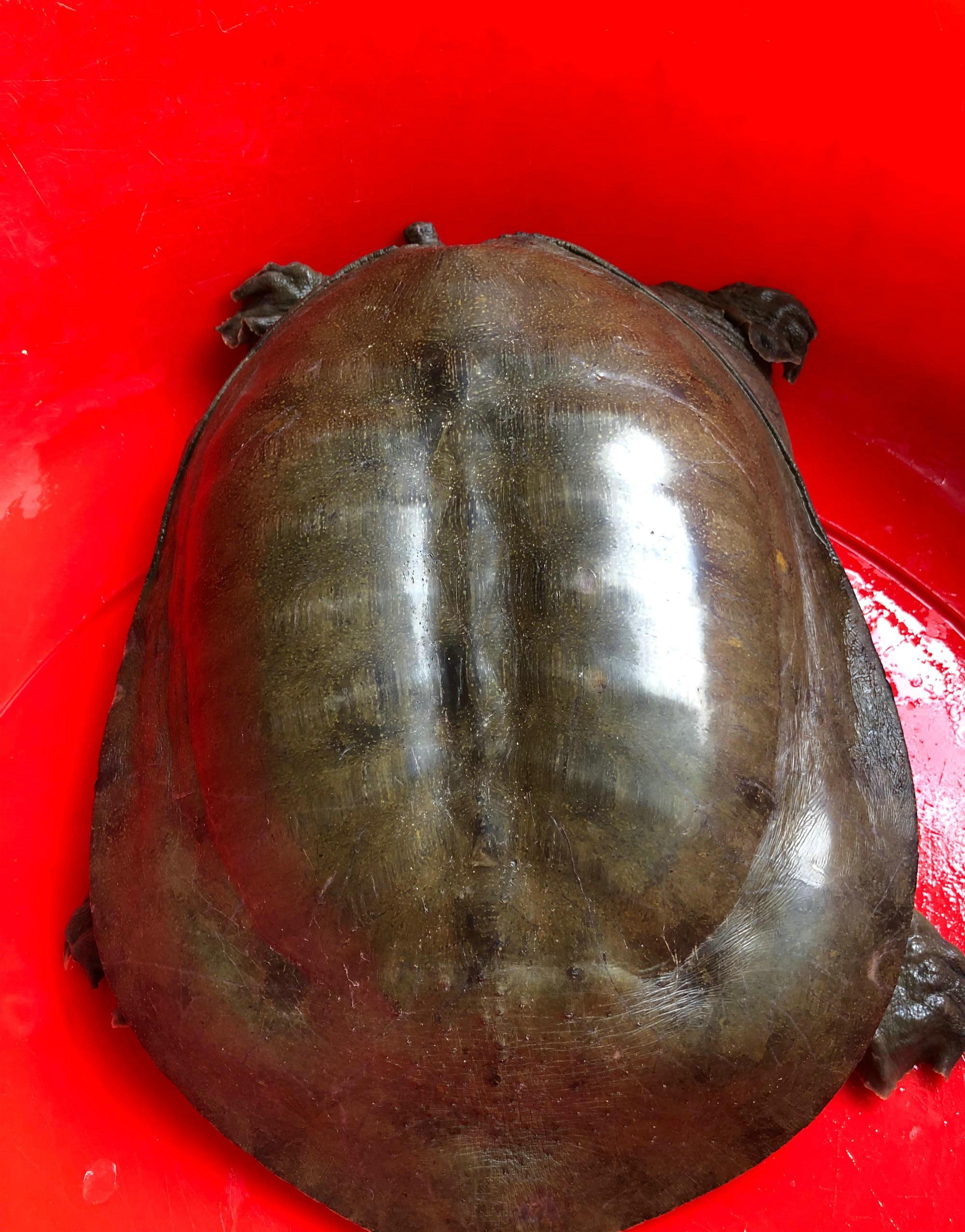 广东钓友半夜逮了只十多斤“老鳖”，鱼贩：260卖不卖？