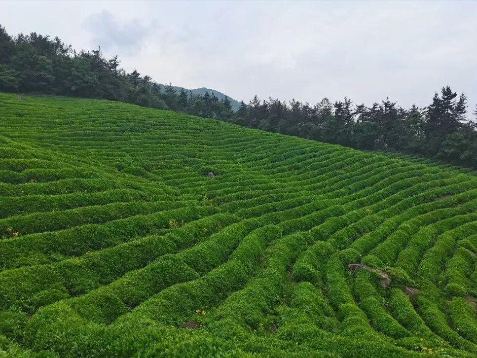 郑州高山茶业,汉唐茶业高山茶厂