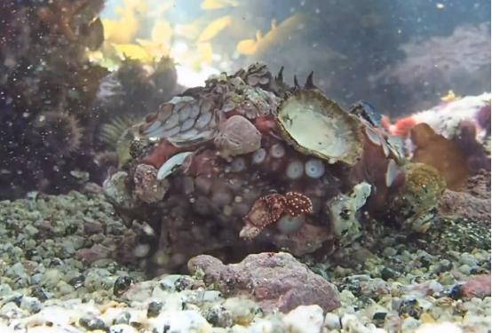 这个男人太大胆，因为夫妻不和谐，转身就爱上了一条章鱼！纪录片