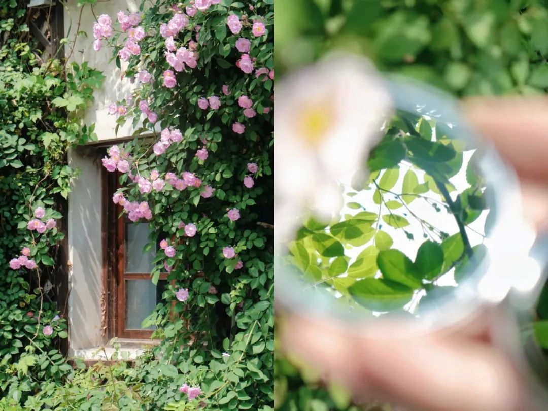 听我的，四月的杭州才是浪漫天花板。