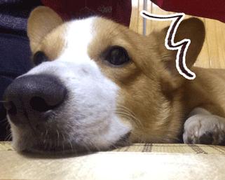 柯基犬生产前呕吐,柯基犬呕吐怎么办