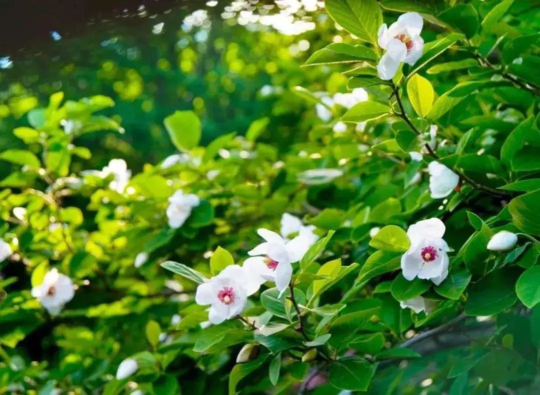 开花植物大全100种,实用分享30款小型开花树种介绍