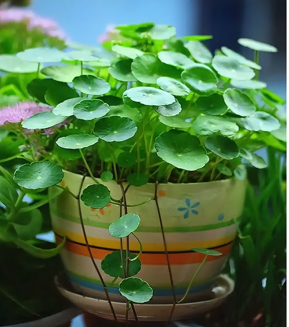 铜钱草的营养价值与功效,生态多样性的作用和意义