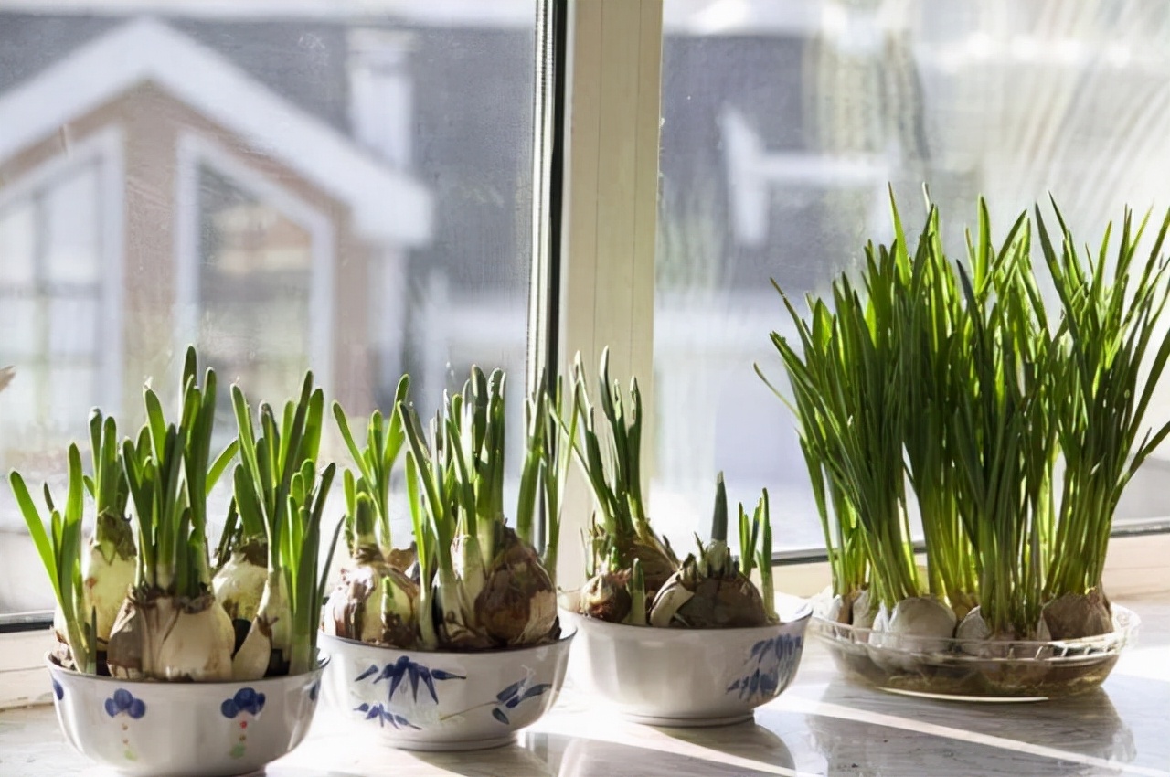 阳台种菜可以多茬采收,在阳台种菜最快采收的五种蔬菜