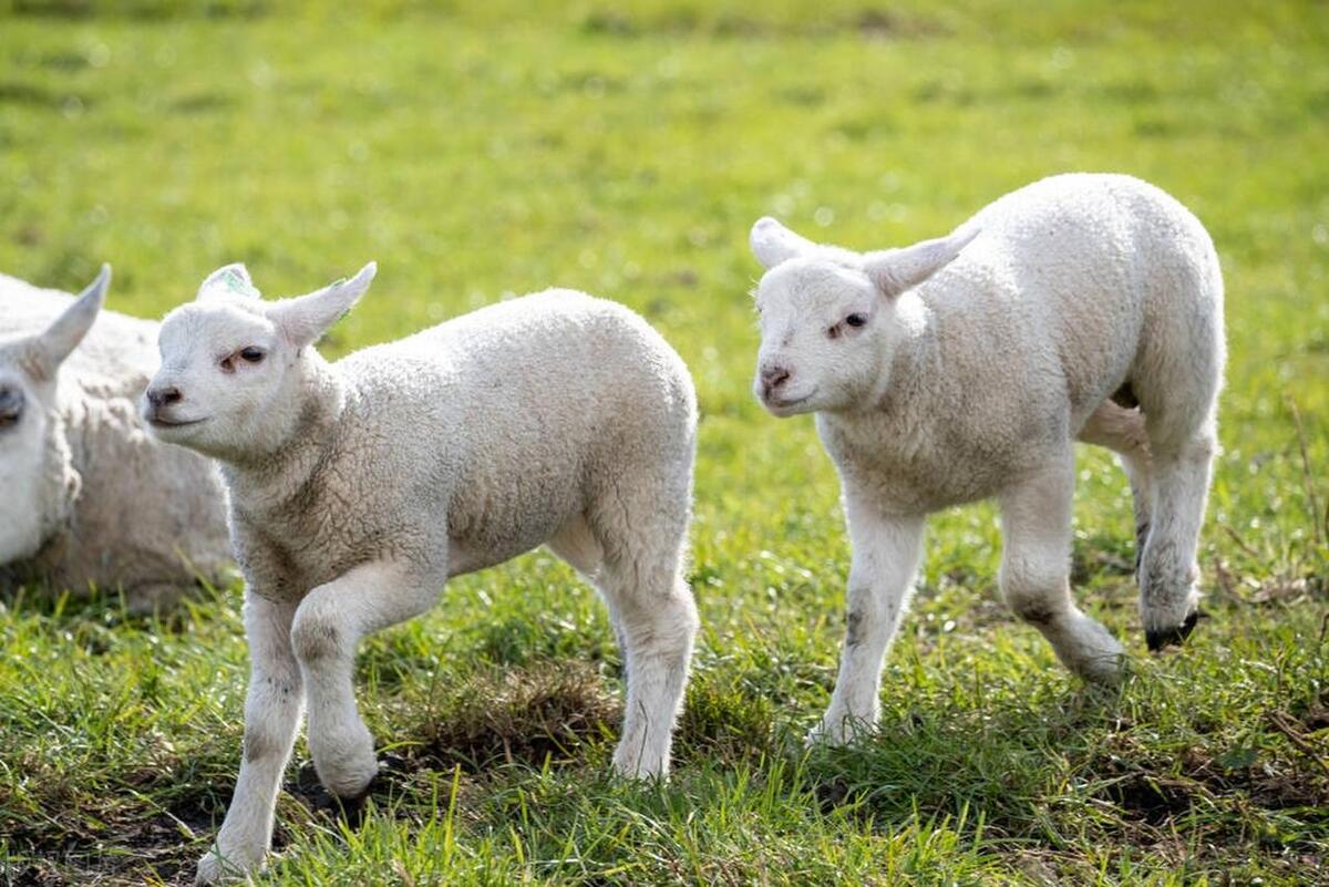 羔羊病毒性痢疾怎么治疗用什么药,治疗羔羊痢疾的药