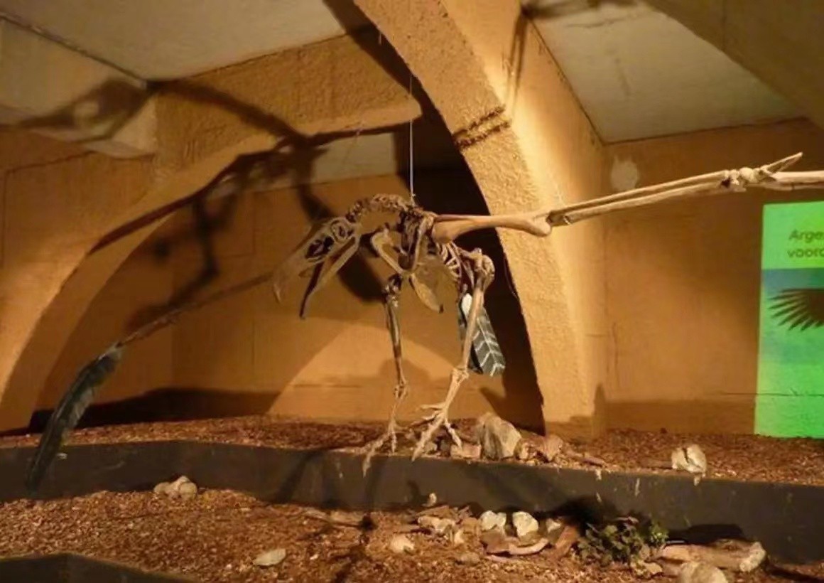 阿根廷巨鹰以狮子为食,阿根廷巨鹰和狮子