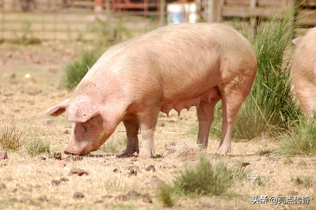 母猪产前产后常见问题的治疗,母猪产后存在的问题