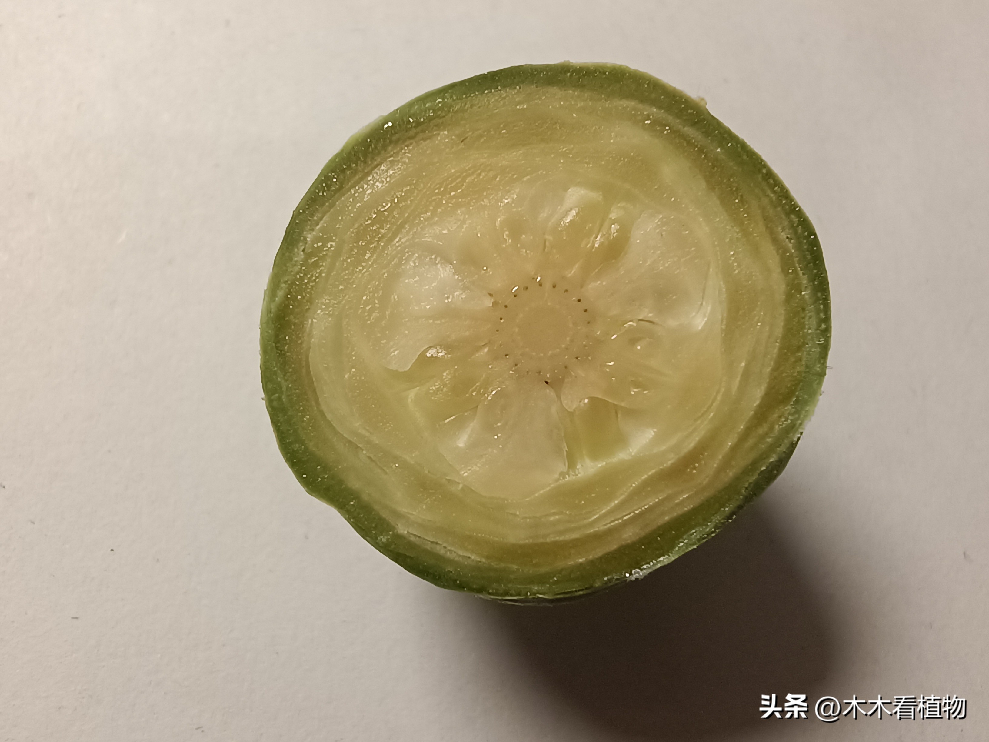 一颗迷人的松果,美丽松果