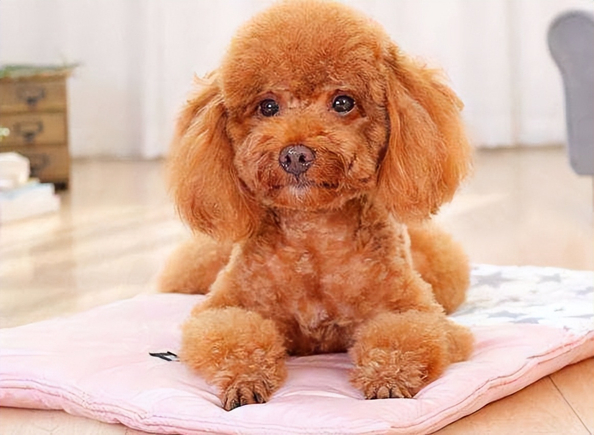 泰迪全身疼痛,泰迪生产时痛苦的叫唤