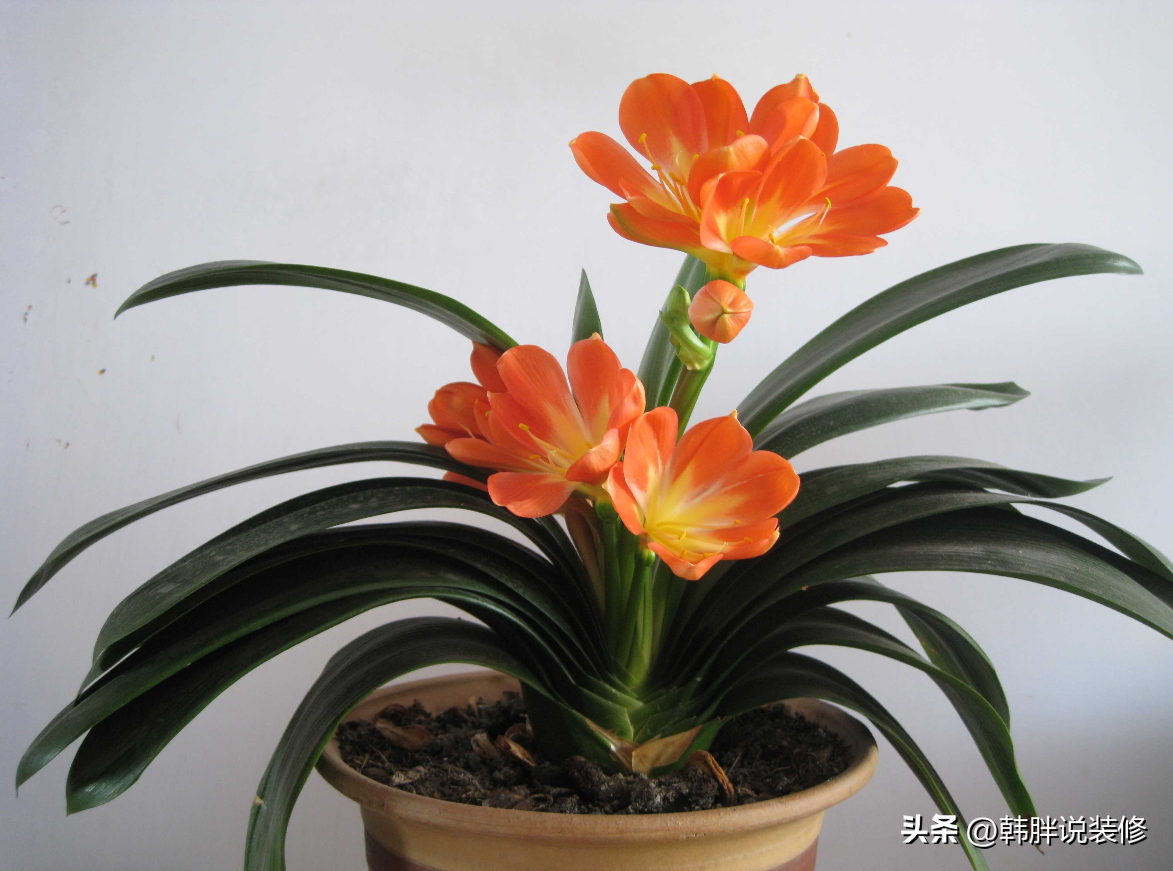 风水四象代表什么运势,家中有三象子孙出贵人