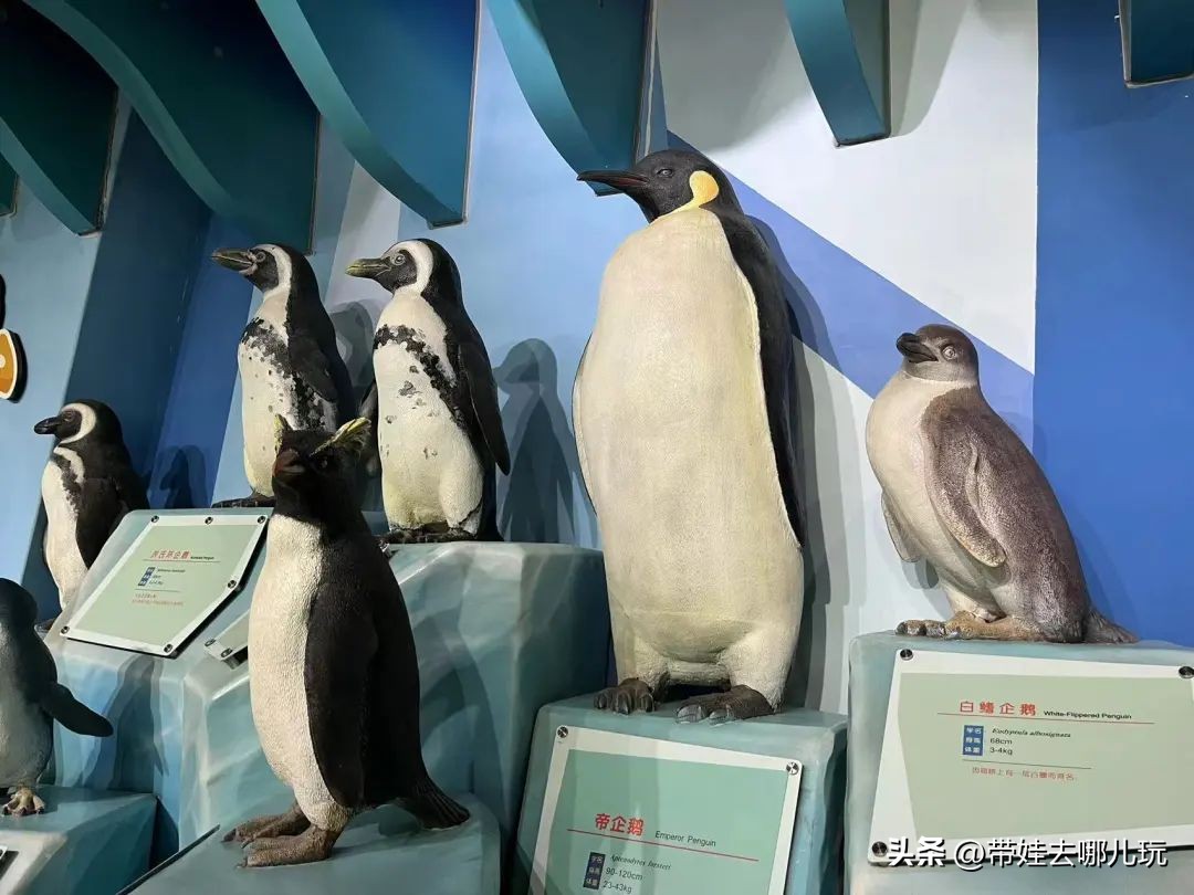 天津海昌极地海洋馆哪里购票便宜,天津海昌极地海洋公园隐藏玩法