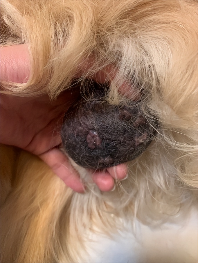 笑死！狗子1个蛋上被蚊子咬了8个包，成巨蛋小子了！