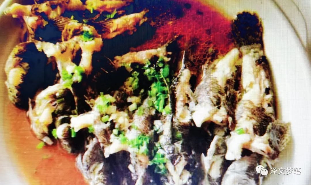 虎头鲨呆子鱼,虎头鲨是鲶鱼吗