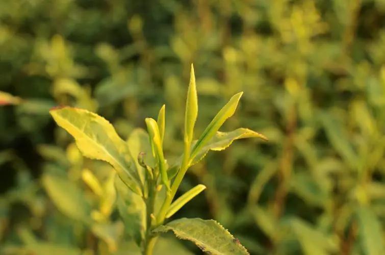 茶百道的发展历程,茶在中国多少年历史