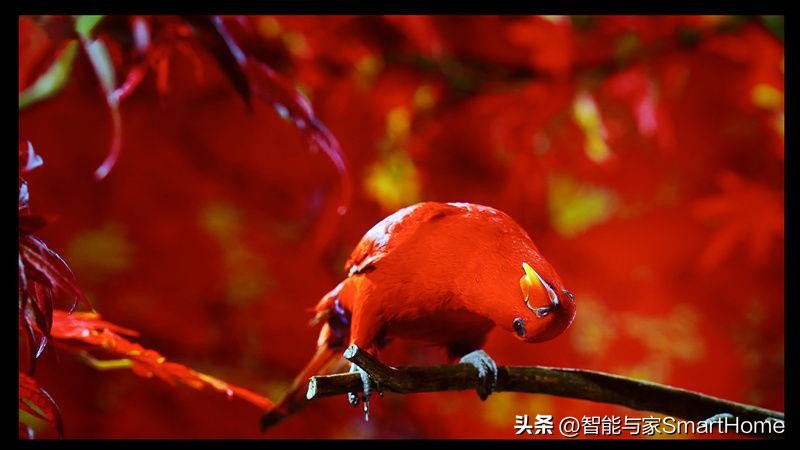 索尼kvpl-xw5000投影,jvcn80和索尼xw7000