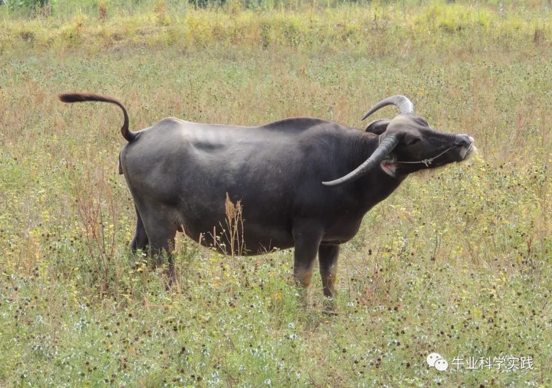 肉牛产业迎来“牛市”,国内肉牛产业待转型