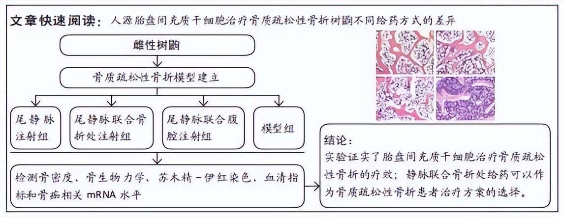 胎盘间充质干细胞不同给药途径治疗骨质疏松性骨折树鼩的疗效和机制