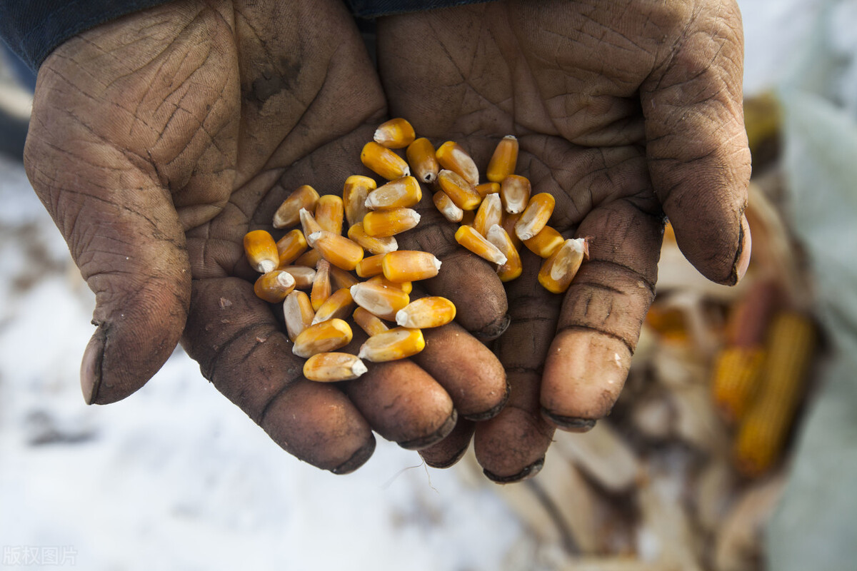 全国玉米价格2021年玉米期货走势,玉米价格走势吉林省的玉米价格